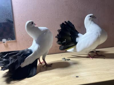 Black tail breeder pair 1 Bache 2 egg affordable price
