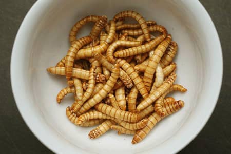 Live Mealworms USA Bread Bird's & fish feed