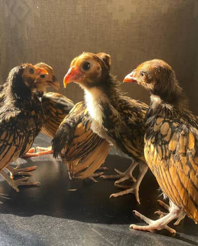 GOLDEN SEBRIGHT CHICKS FOR SALE | 5-6 Weeks | Pure Breed | Rs. 1,000