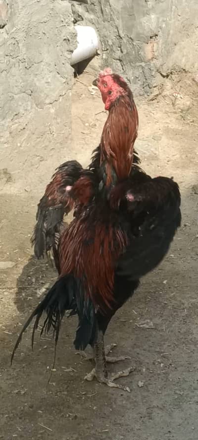 Panus pkoye aseel ptha available