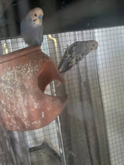 Rare Greywhite Budgies