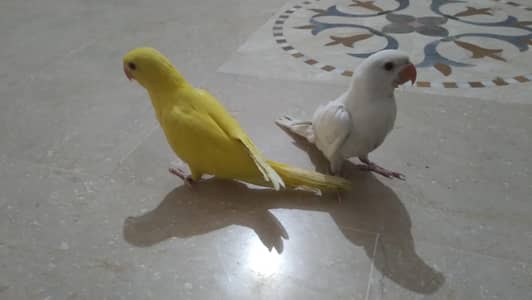 yellow and white parrots