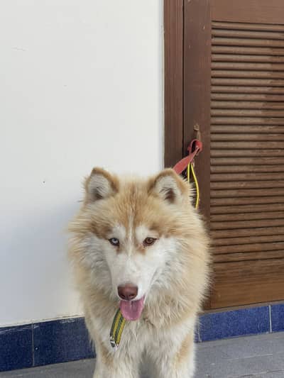 Husky odd eyes