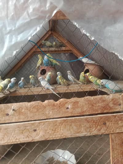 I sell African grey parrot