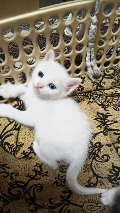 odd eyes
