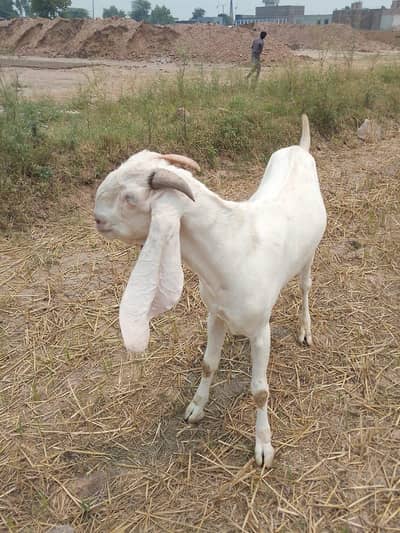 Bakra for sale