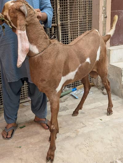 MAKHI CHEENA CROSS BAKRA