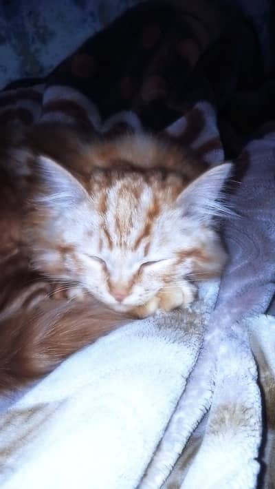 Persian cat for sale
