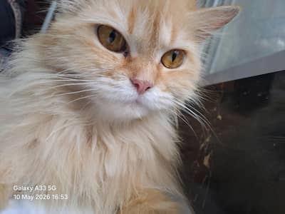 full brown cute cat