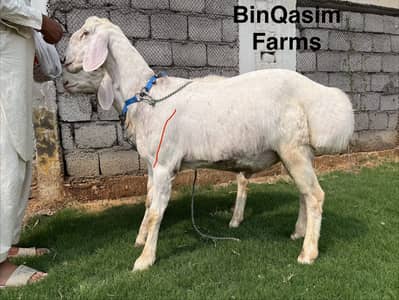 Qurbani male dumbay pair