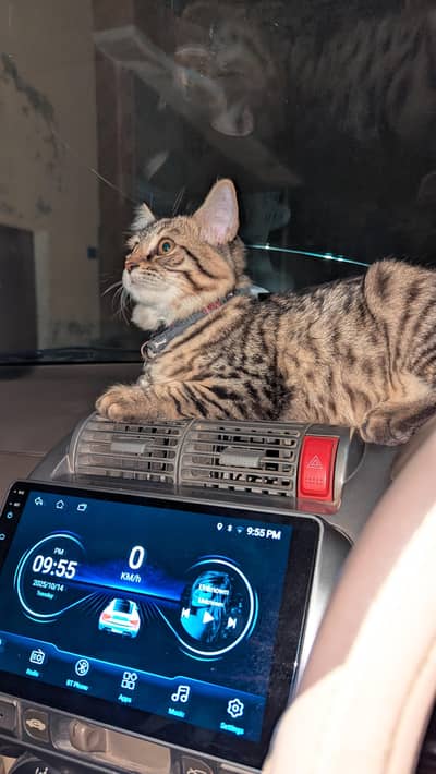 My cat has been missed since last night 09/05/2026