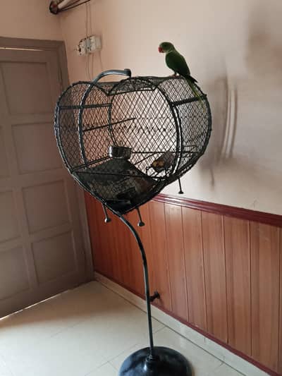Raw Parrot With Cage