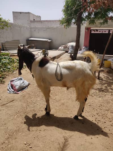 Kamori Bakra