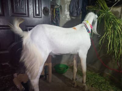 Bakra for sell 2 daat  55k