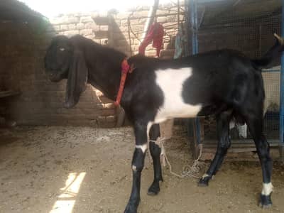 2 dumba 1 bakra  for sale