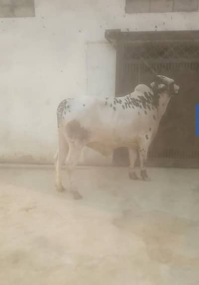 Qurbani Bull