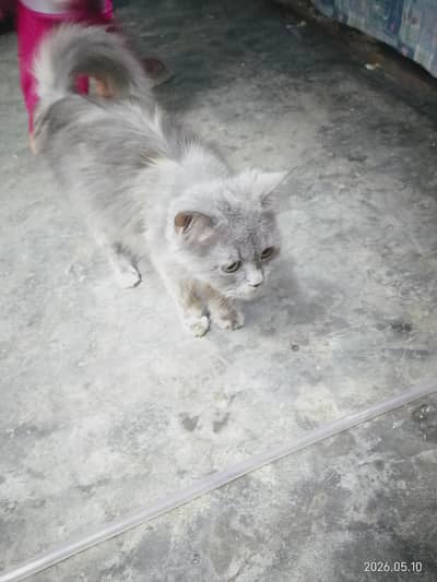 Persian breed cat baby