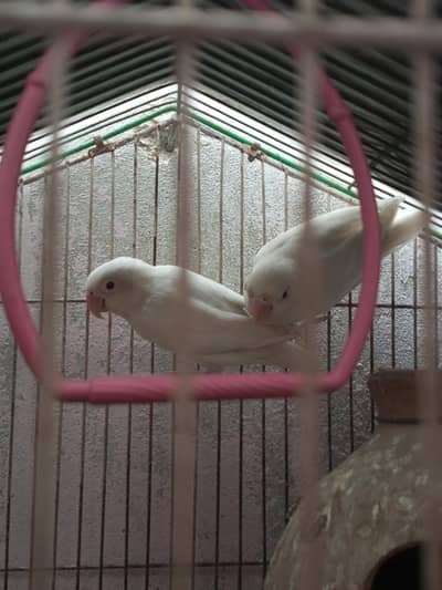 Albino red eys breeder pair healthy and active