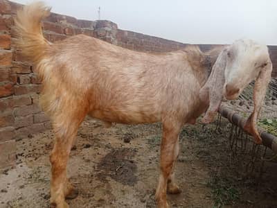 bakra