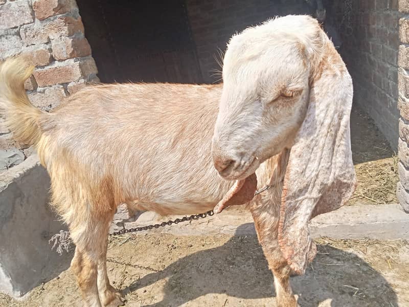 bakra 1