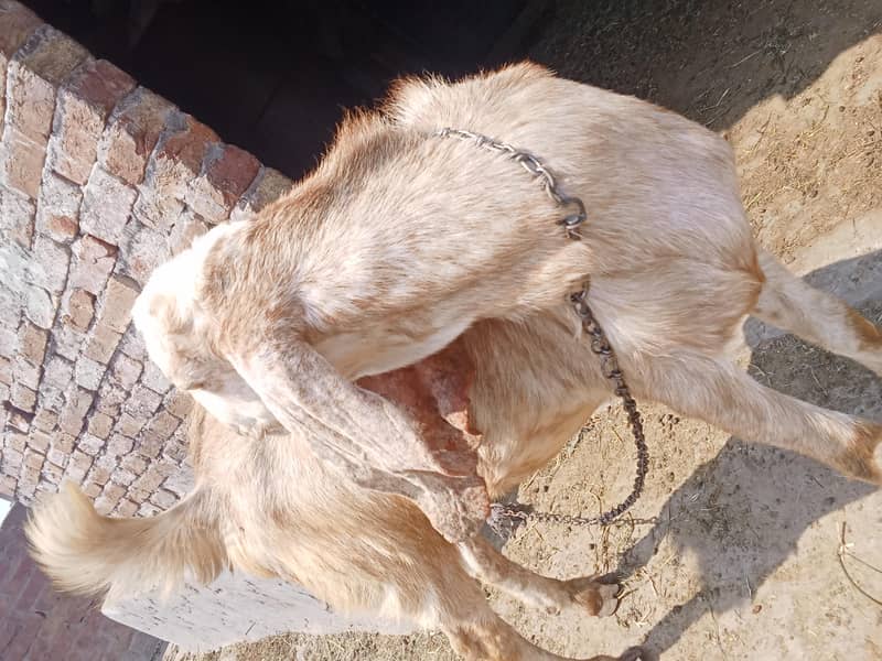 bakra 2