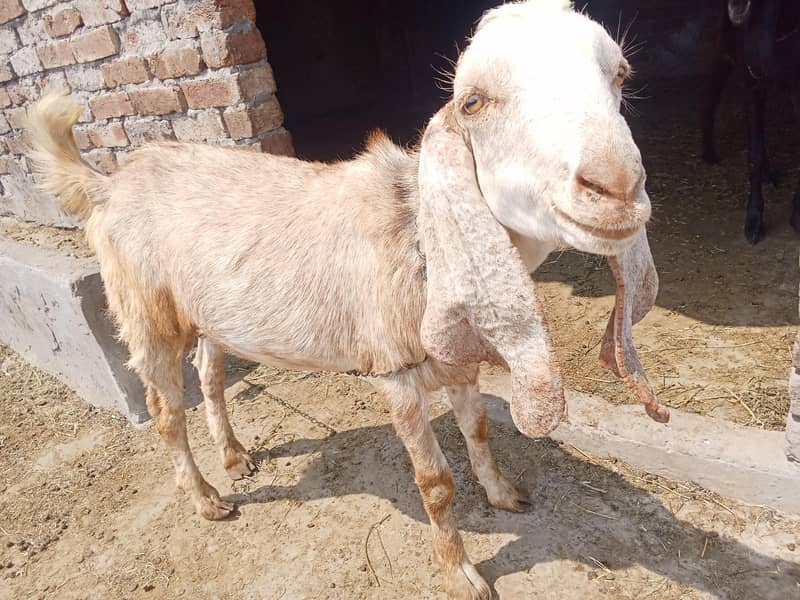 bakra 3