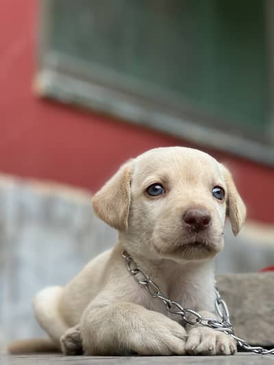 Female baby labrador