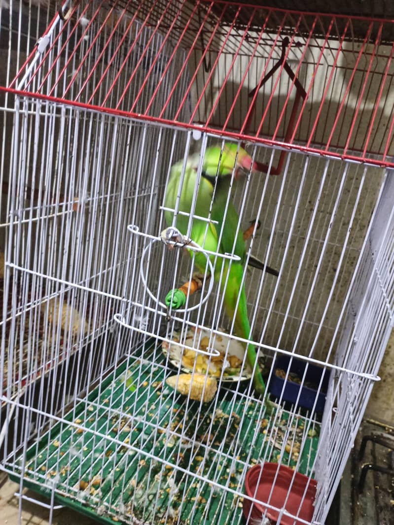 Parrots 1