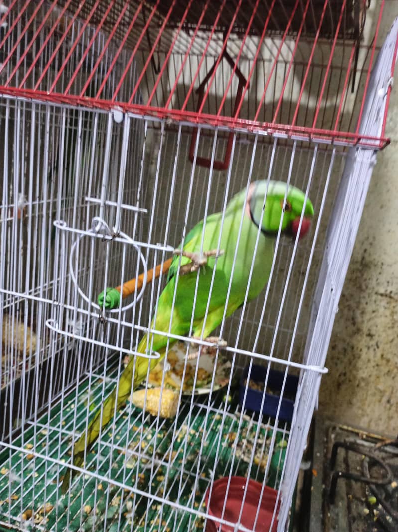 Parrots 2