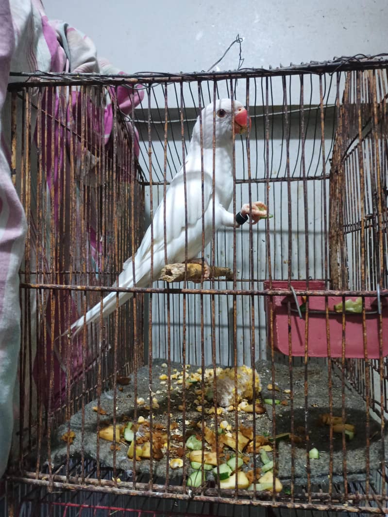 Parrots 3