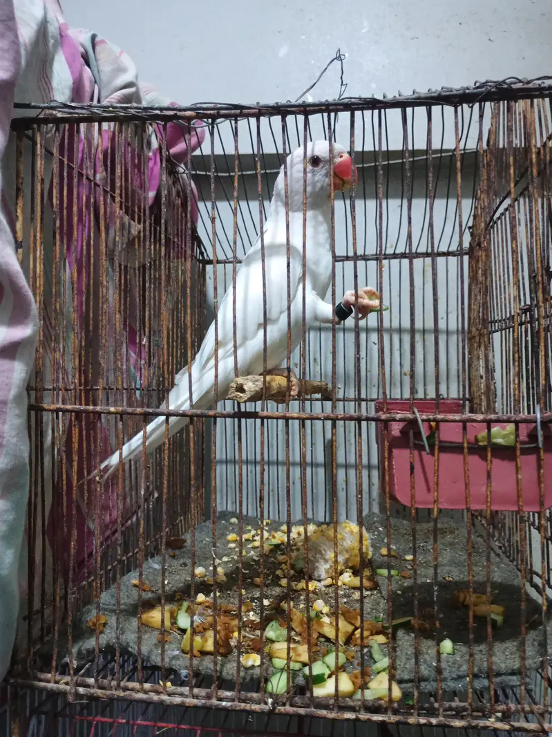 Parrots — photo 4