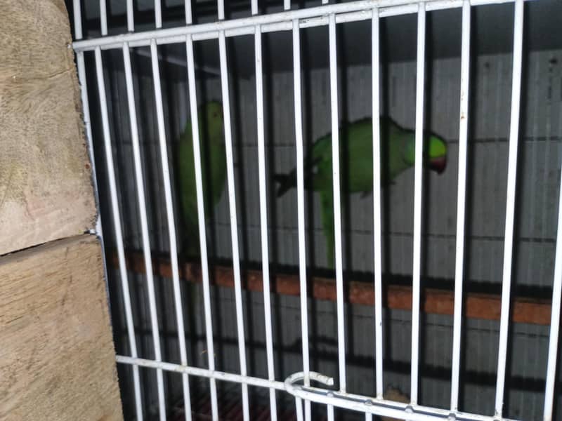 Parrots 4