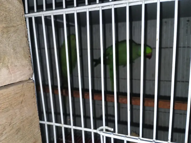Parrots — photo 5