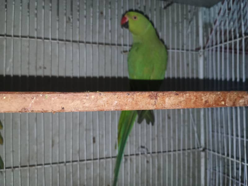 Parrots 5