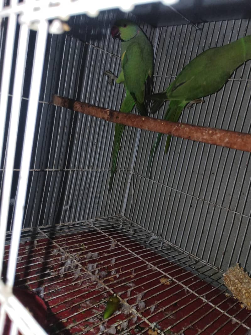 Parrots 6
