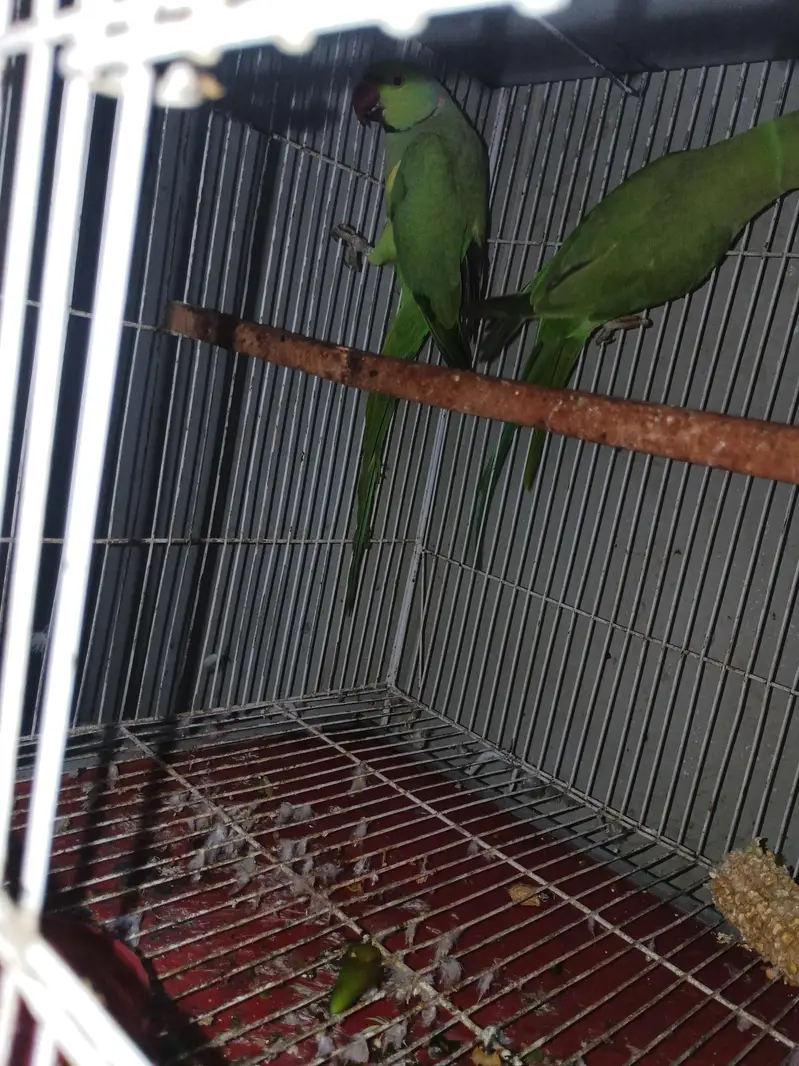 Parrots — photo 7