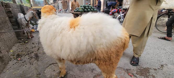 Mundra Chatra Home Breed 2 daanth Weight Almost 80kg