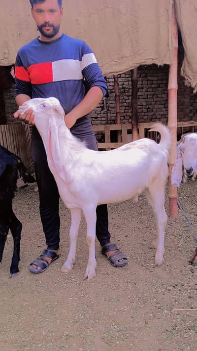 Sufi Shakoor Goat Farm