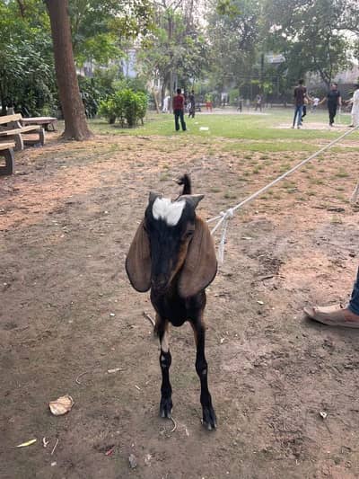 DESI GHAR KA PALLA HOWA