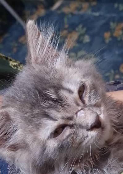 grey Persian cat