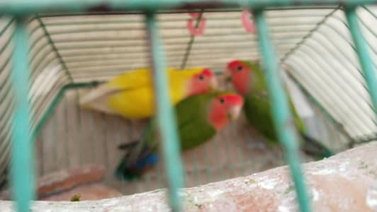 love bird