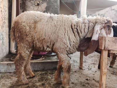Sheeps For Sale