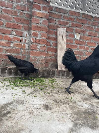 German Ayam Cemani  2 pair
