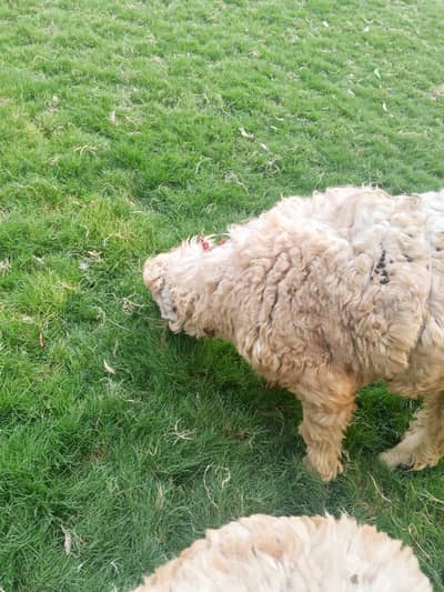 Mundra bakra for sale