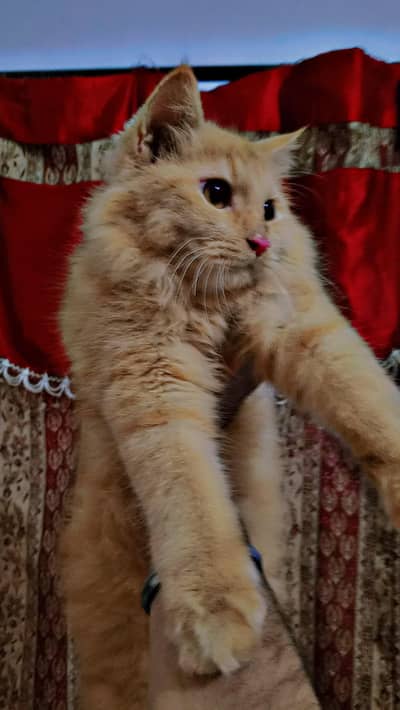 Friendly Persian cat for Kid's [Triple Coated]