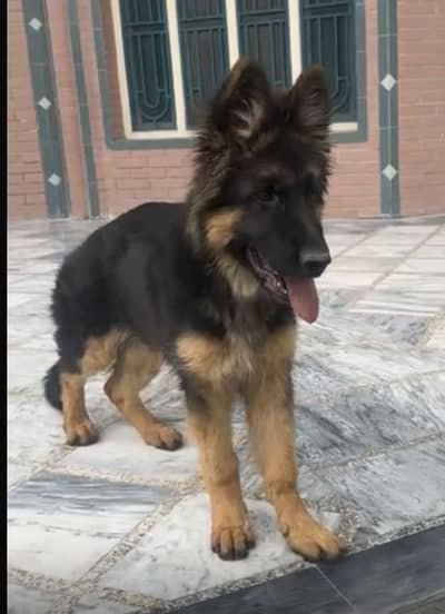 German shepherd long coat