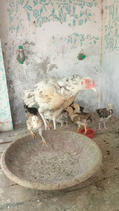 aseel murgi with 10 chicks