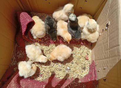 8 golden buff 2 polish chiks for sale
