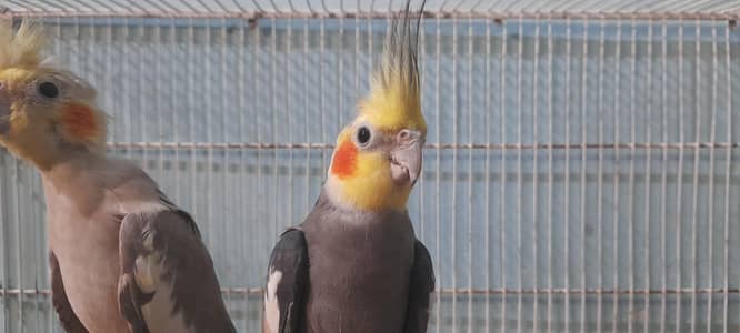 cockatiel for sale