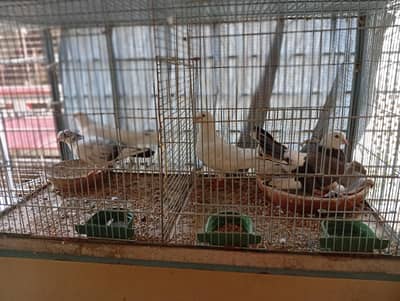 BEST QUALITY PIGEON